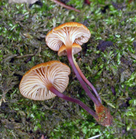 Xeromphalina campanella, close-up of the decurrent gills and the deep maroon color of the stalks. Xeromphalina campanella, close-up of the decurrent gills and the deep maroon color of the stalks. .